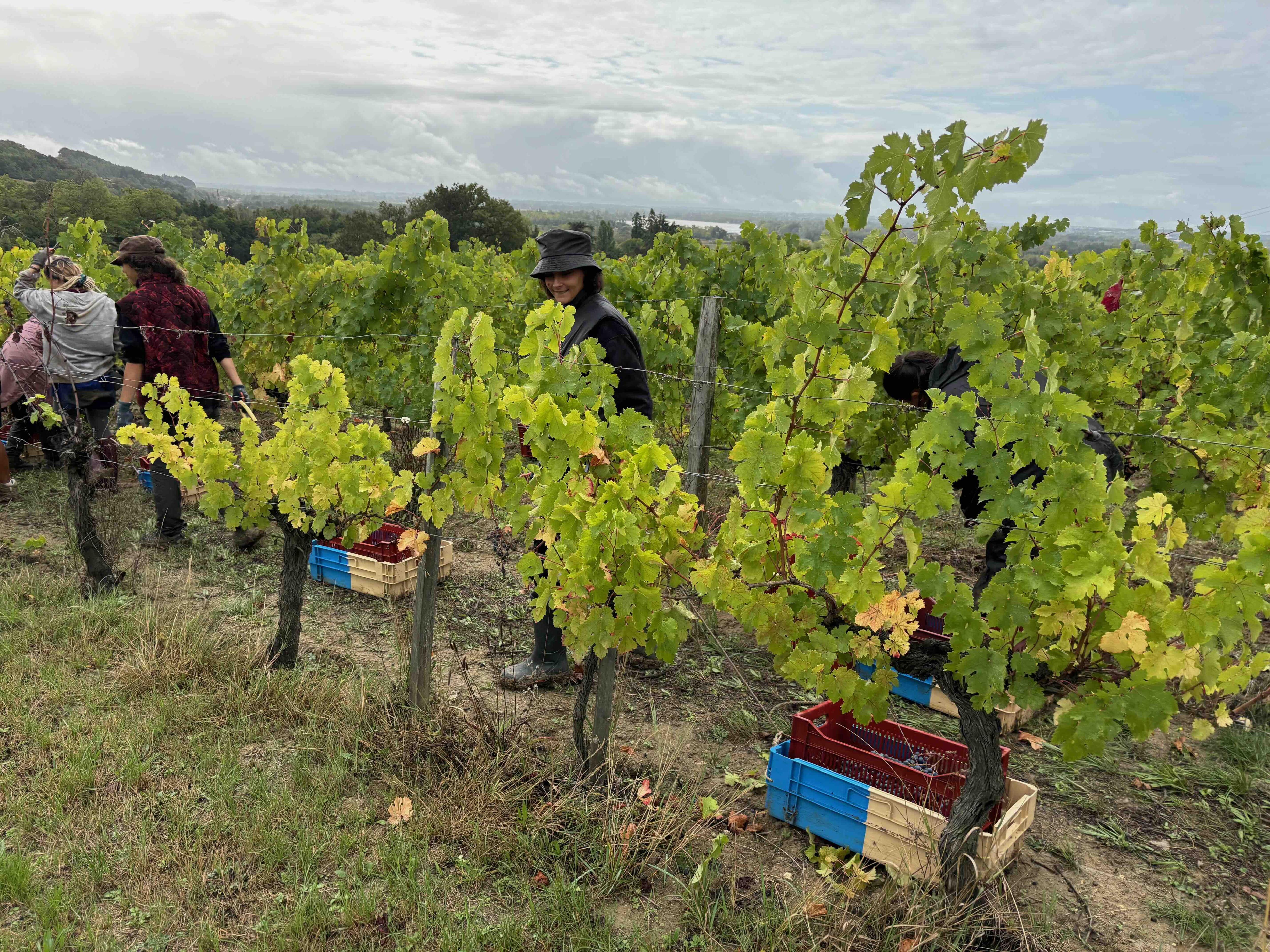 Vendanges au Château l'Escarderie