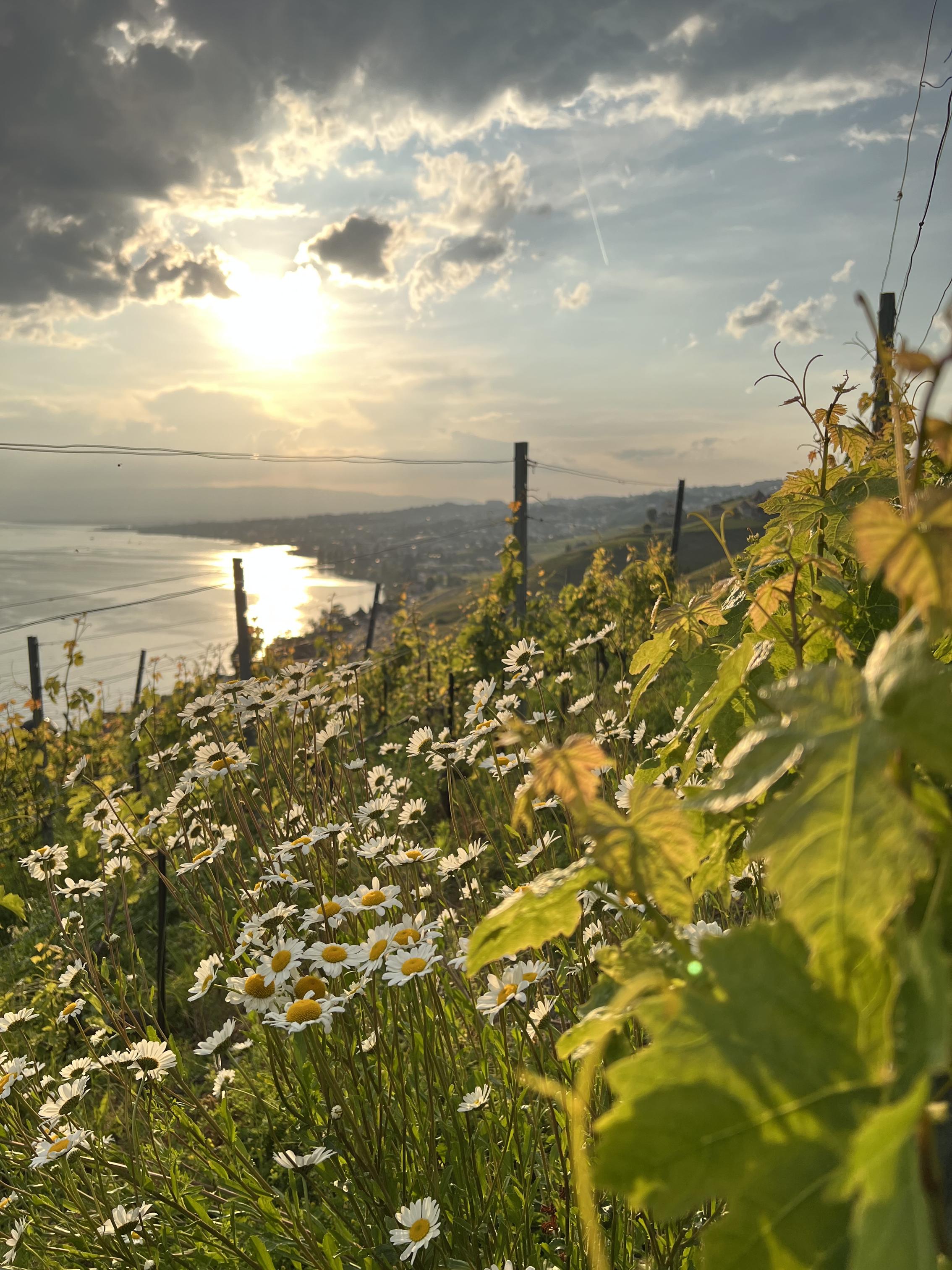 Vendanges chez La vigne des mille fleurs