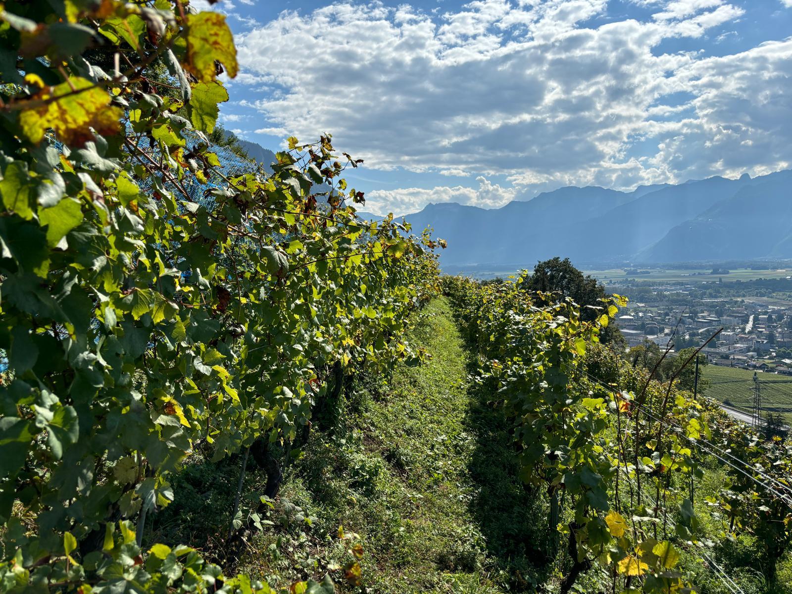 Vendanges chez La Riva