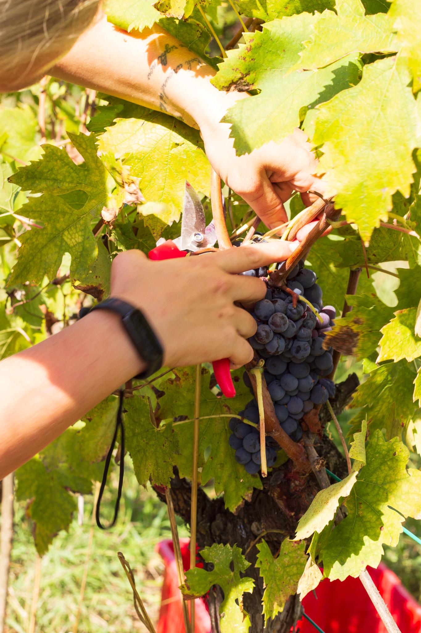 VENDEMMIA A TORRE ALLE TOLFE