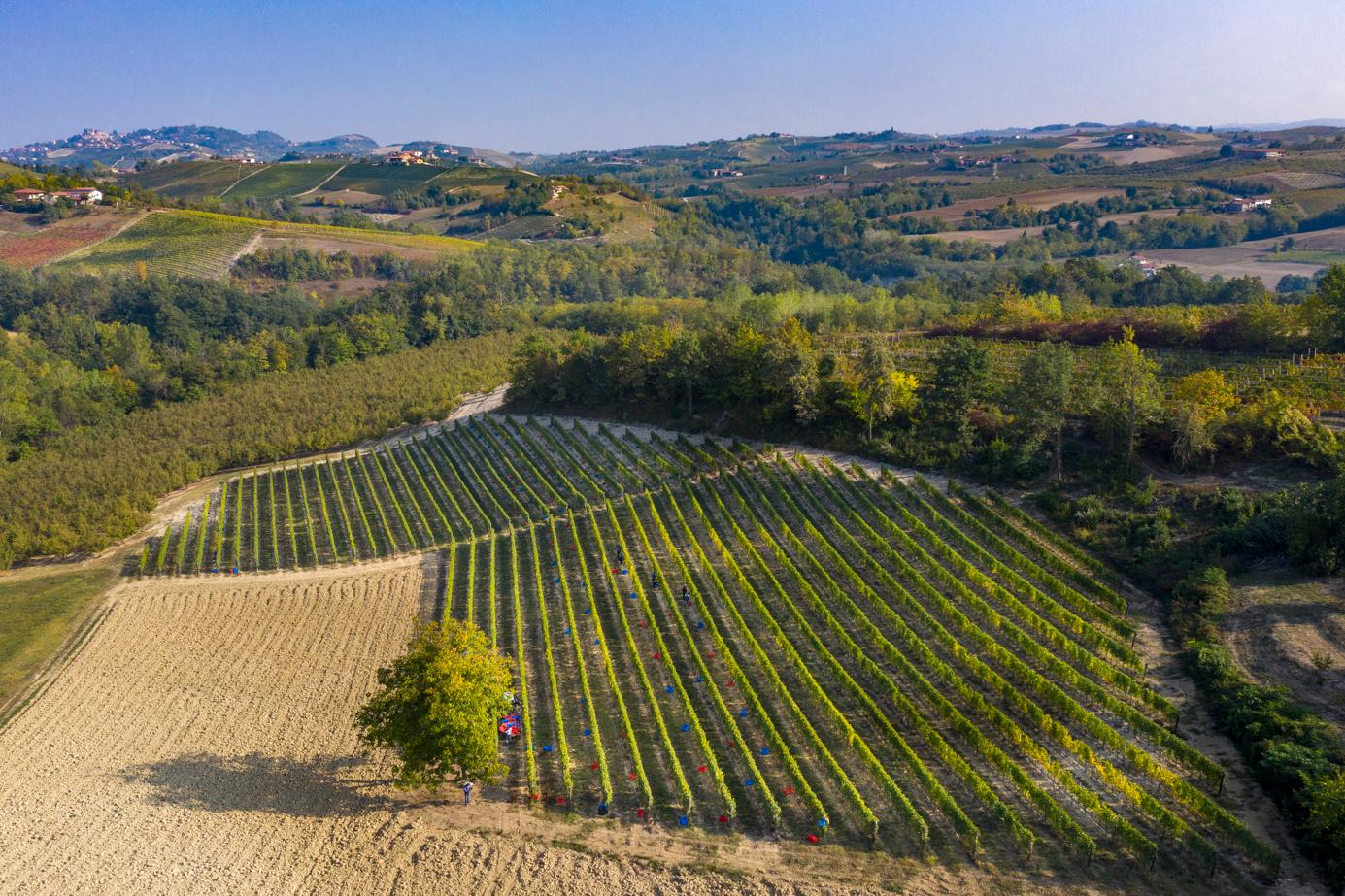 VENDEMMIA con CASCINA CORTE
