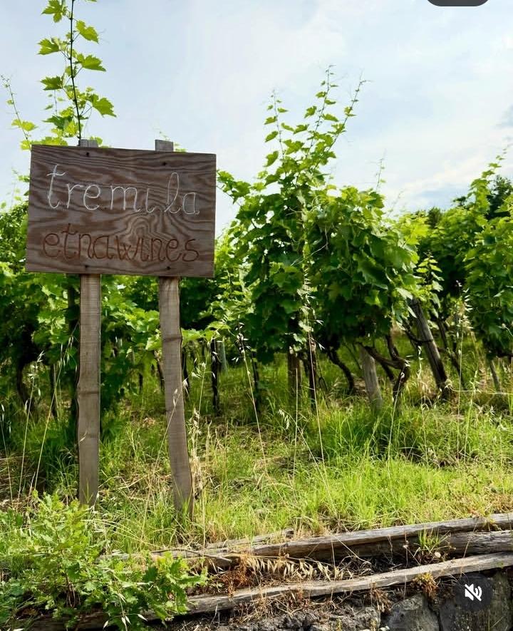Vendemmia sull'Etna da Tre. Mi. La.