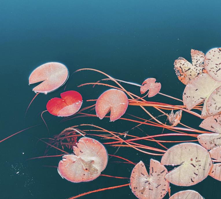 Pet’nat Blanc - Domaine De Berguerolles - mathieu-manifacier 