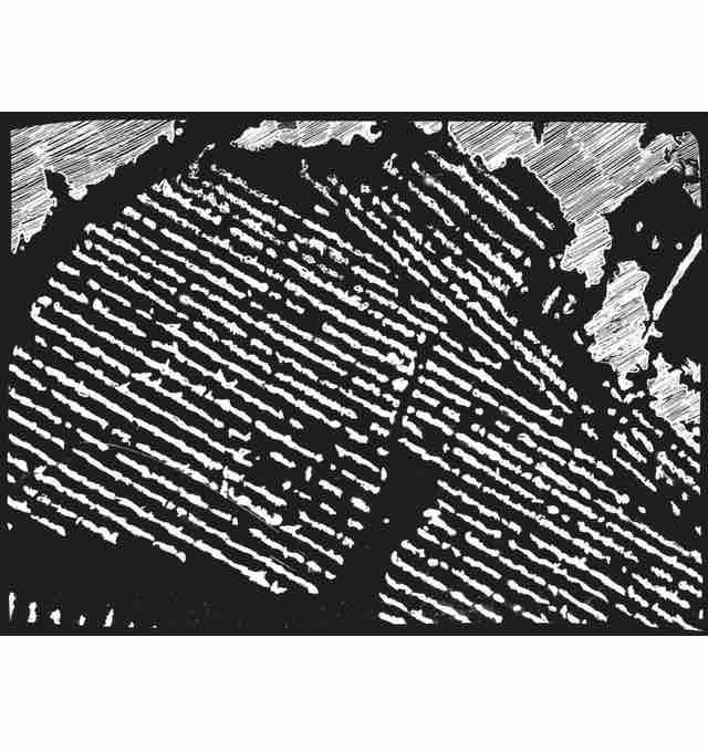 Martino - Braccia Rese Società Semplice Agricola - braccia-rese-societa-semplice-agricola -2021