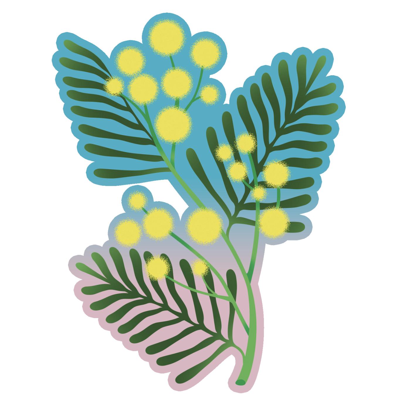 Mimosa - Ladidadi wines - florian-tonello 