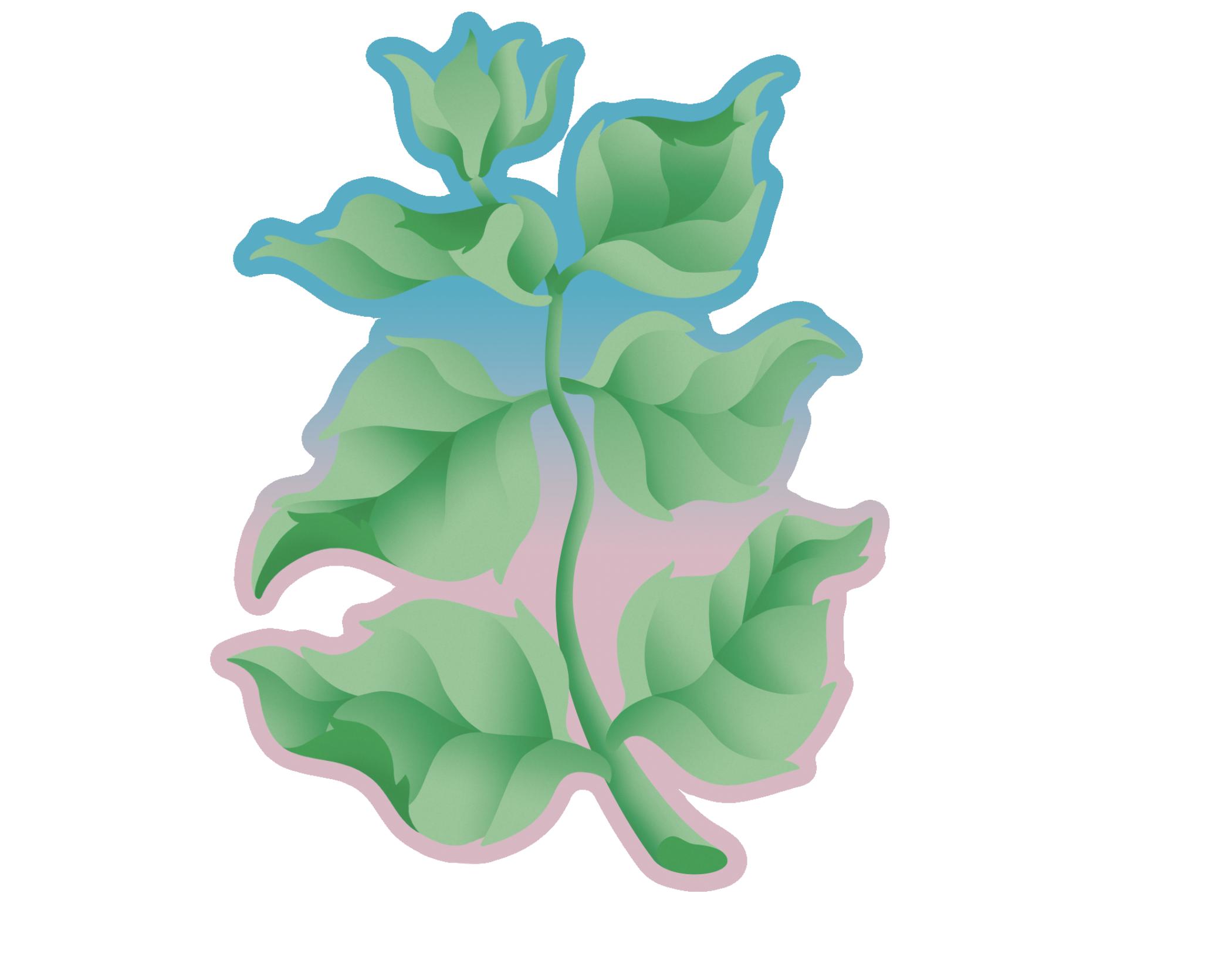 Ortie - Ladidadi wines - florian-tonello 